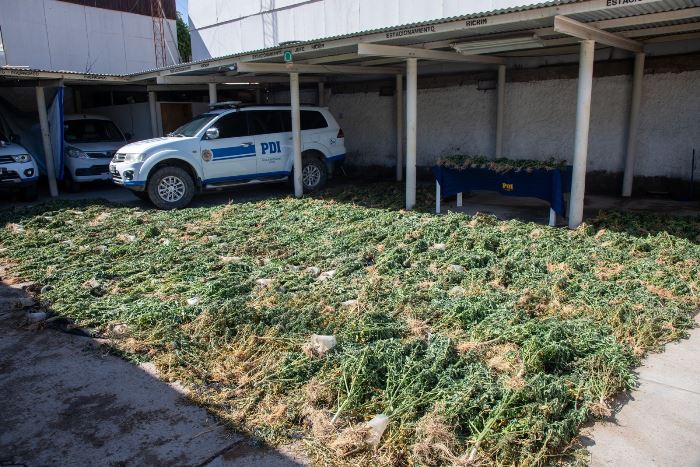 Incautan plantación de marihuana  en Vallenar